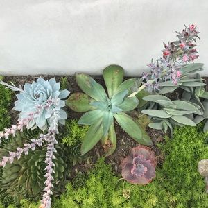 Meet your Posher, Grace